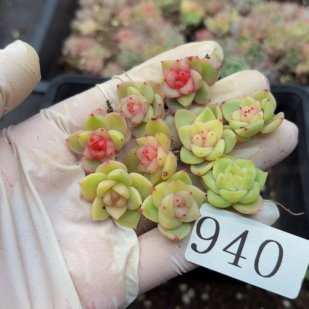 s****r多肉植物多肉植物940