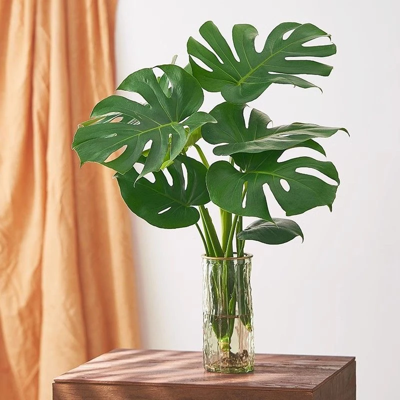 【买一送一】龟背竹水培植物室内客厅办公室大叶绿植吸甲醛懒人好养