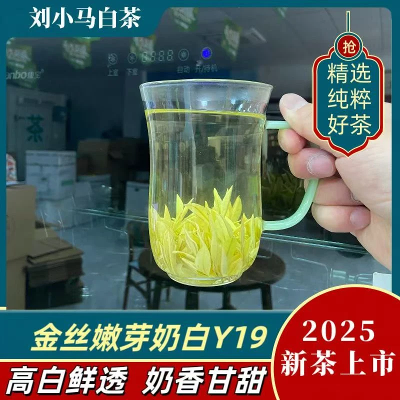【金丝嫩芽黄金芽Y19】2025年新茶安吉刘小马奶香馥郁白茶高海拔