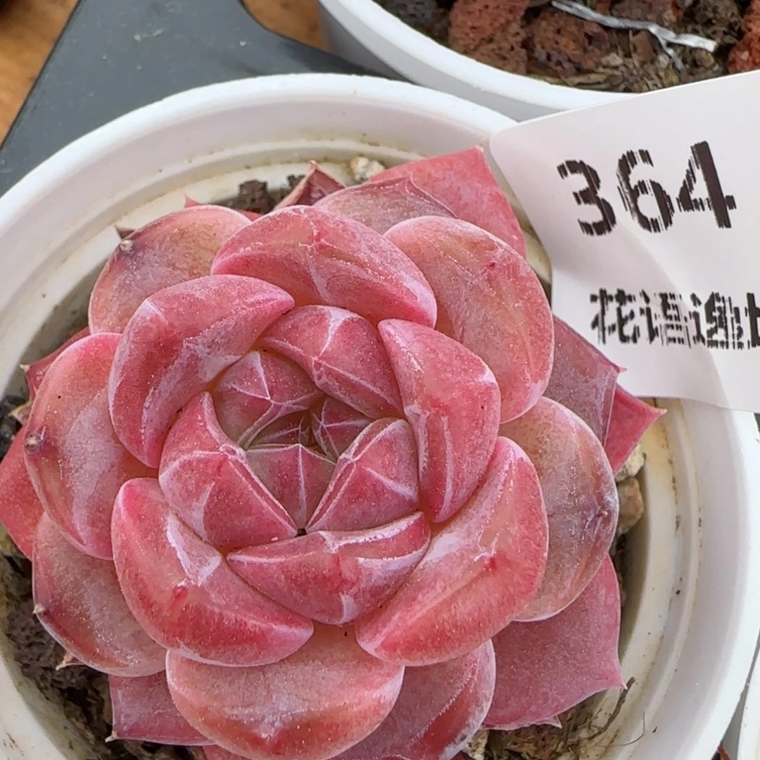 花语逸境0223-364