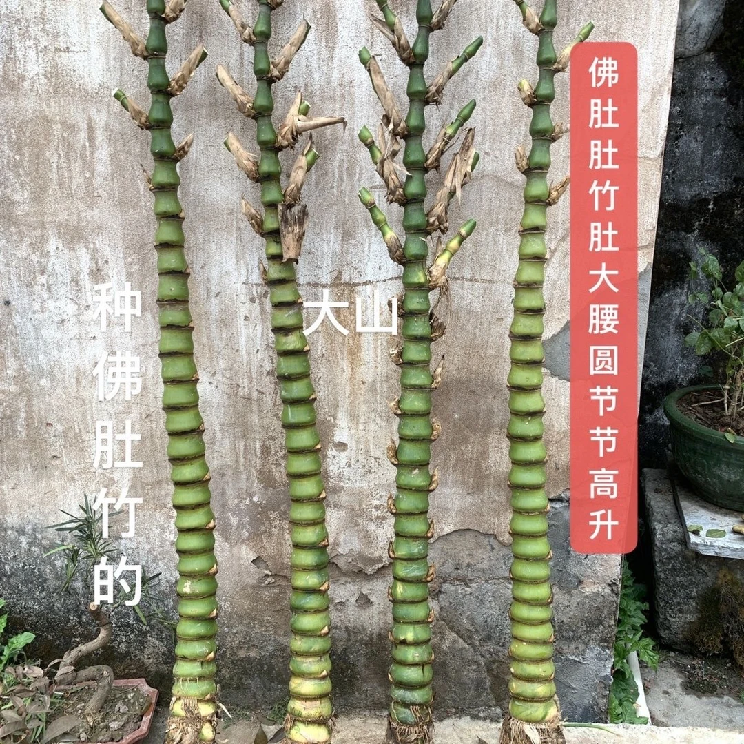佛肚竹盆栽绿植阳台庭院观赏植物办公室客厅前台观叶净化空气盆景