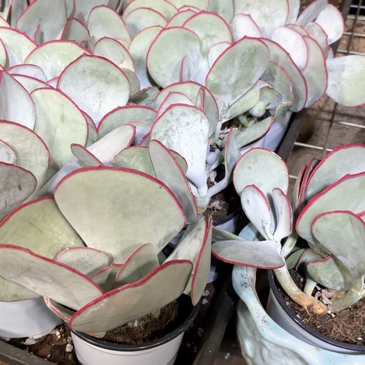 带盆土群生白眉两单包邮