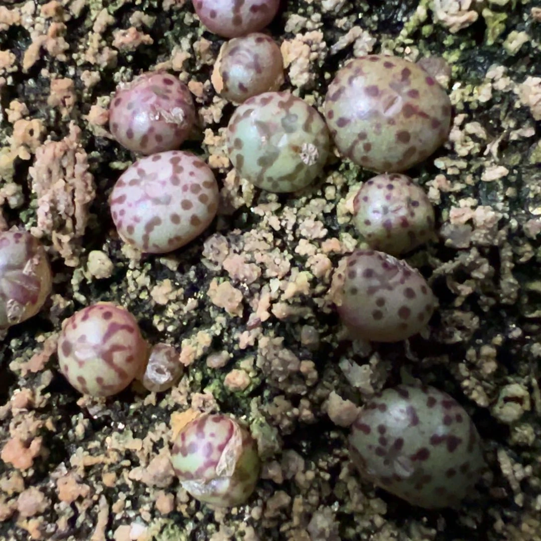 量拍WC霓虹安贞一颗