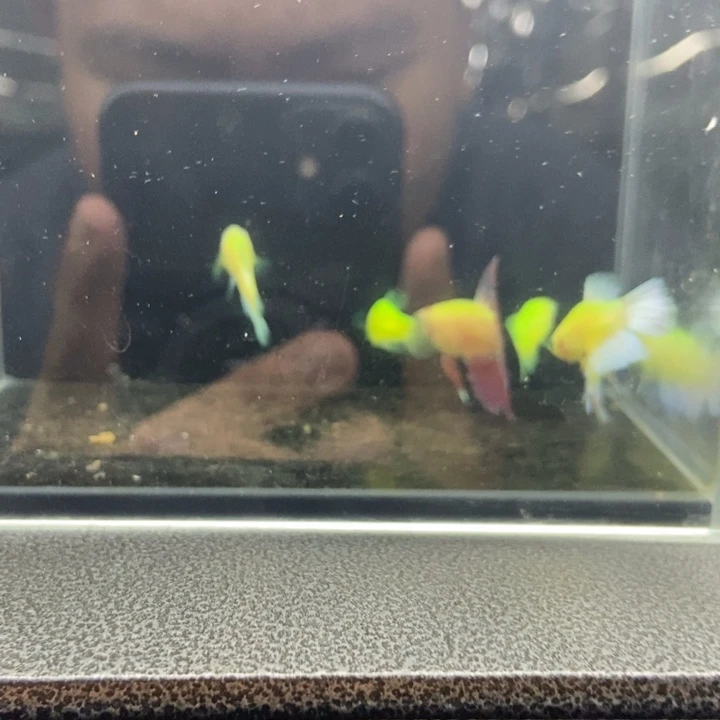 斗鱼包活不包损所见即所得324