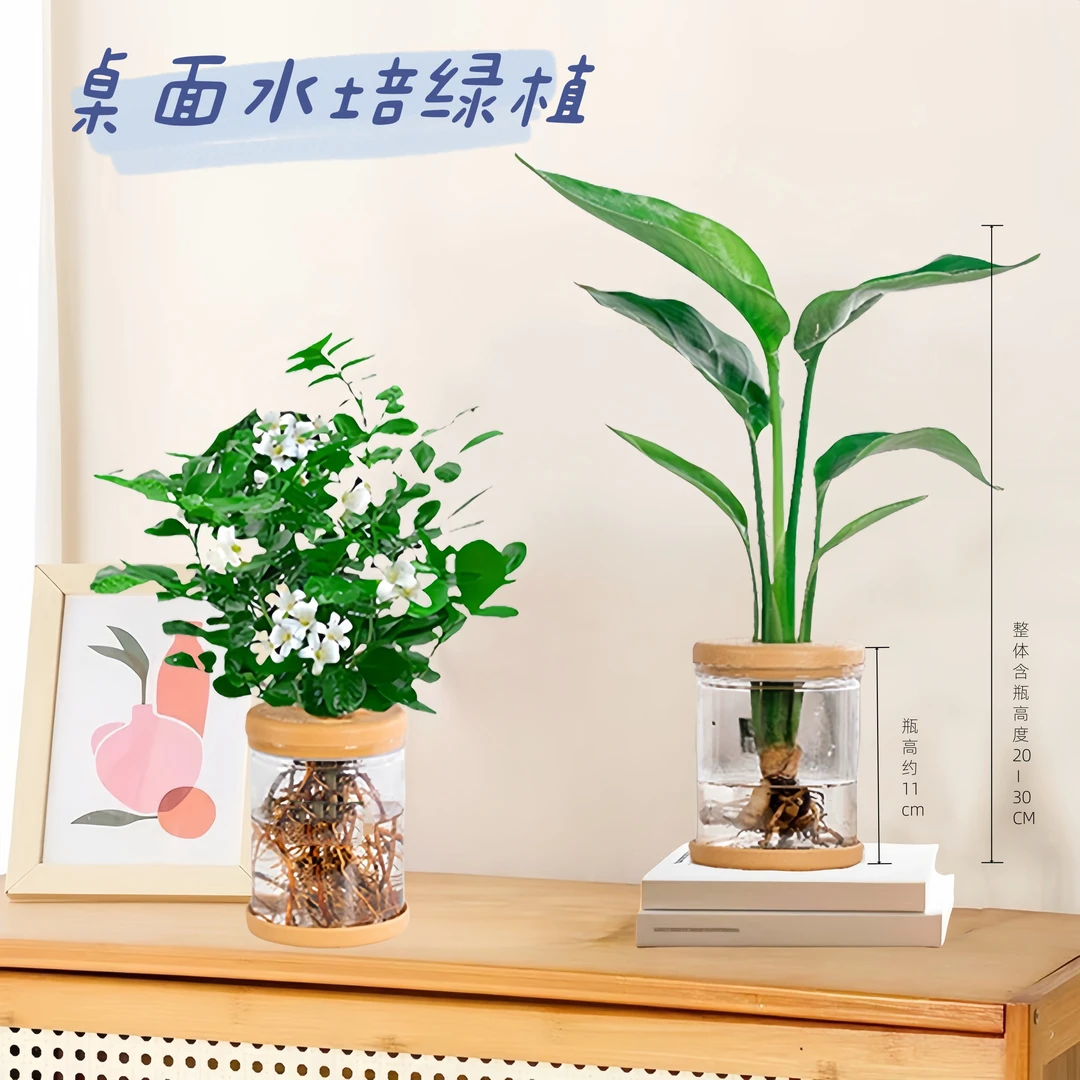 【买一送一】九里香天堂鸟懒人水培室内花卉绿植盆栽整高20-30