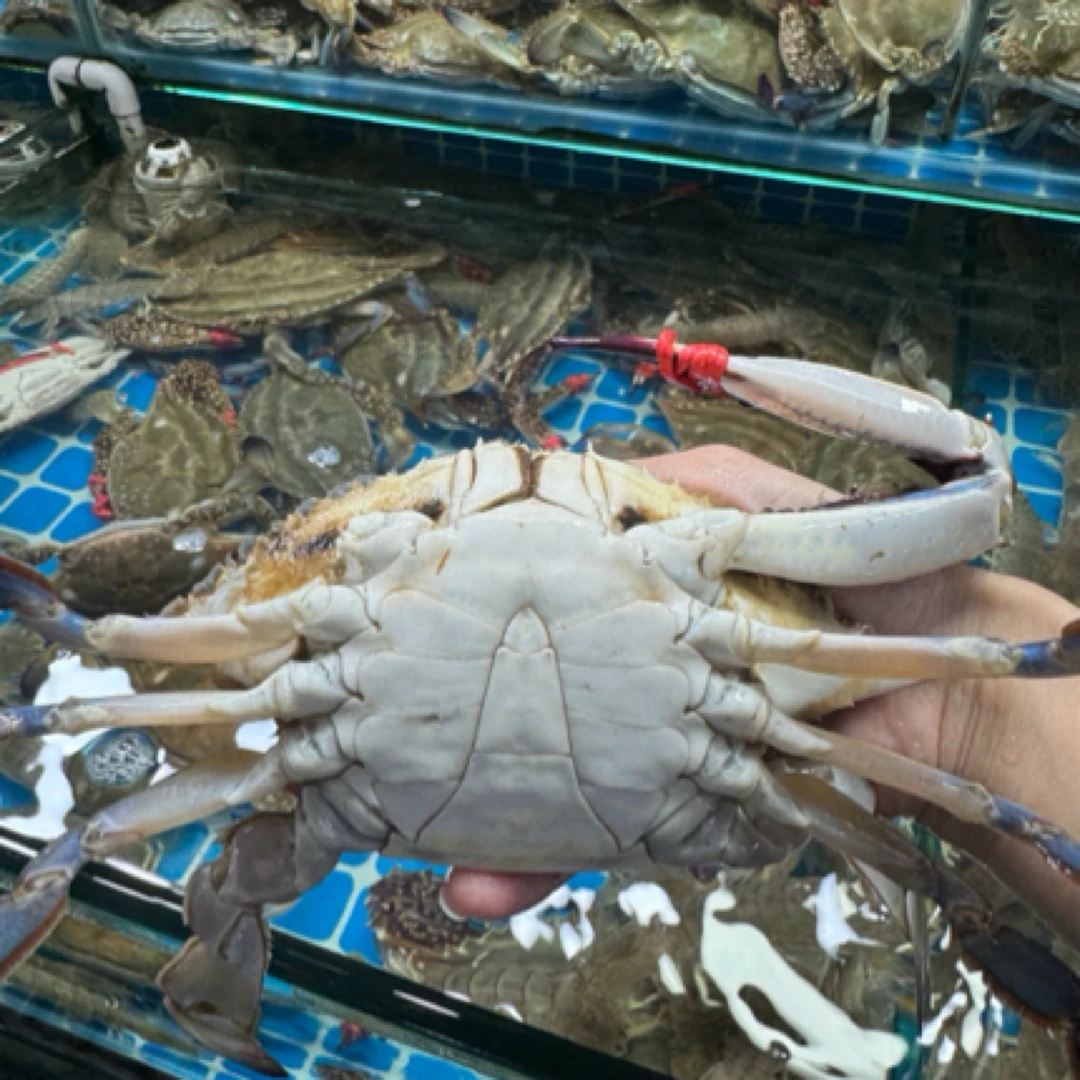 （丹东）鲜活特大缺腿公梭子蟹 4-7两/只，飞蟹 吃肉螃蟹