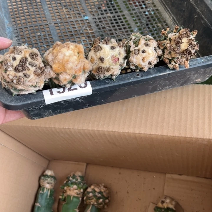 一**喵牡丹仙人球组合1926号