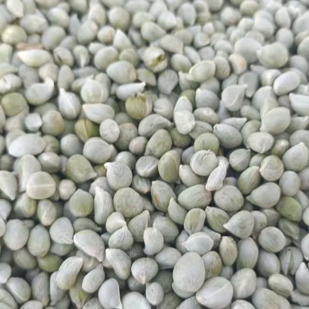 福豆豆豆种籽盆栽植物种籽1斤