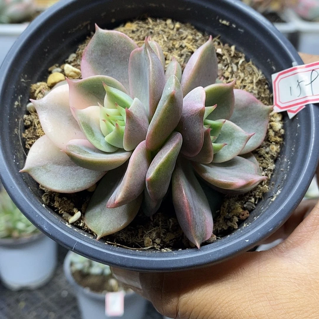 15159 贝加尔湖锦双头