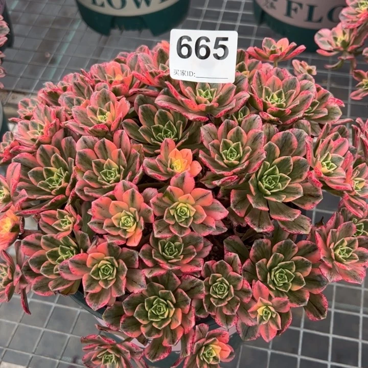 665甜茶25厘米左右半木质