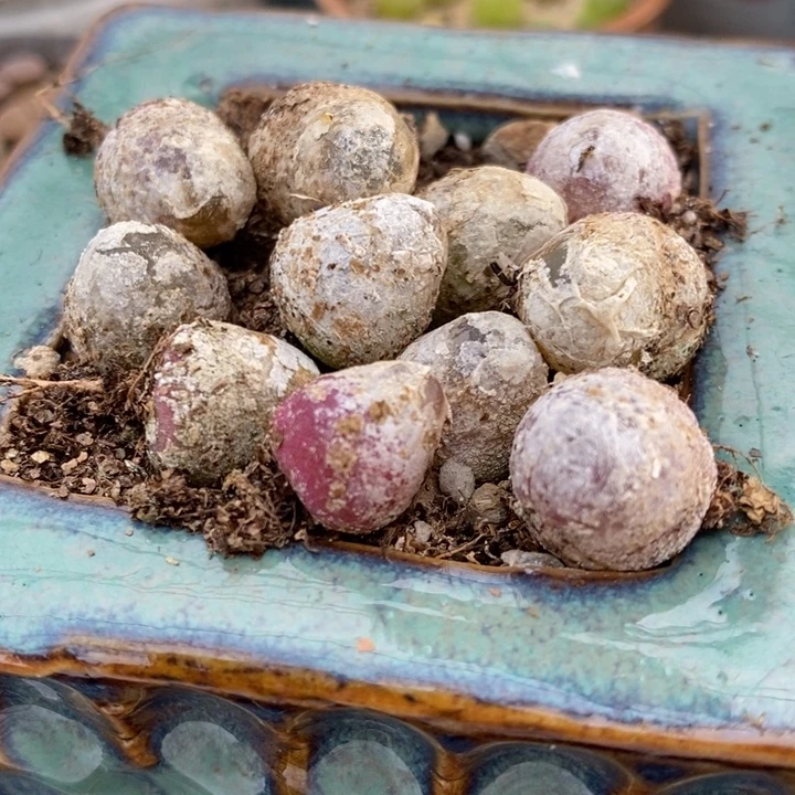 1厘米以上灯泡1颗。