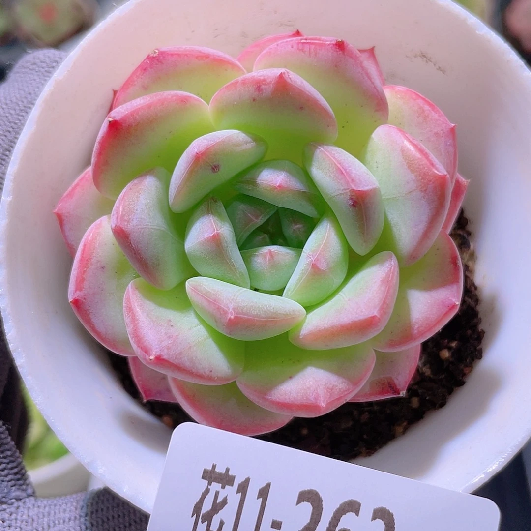 花利美11-263白桃汽水