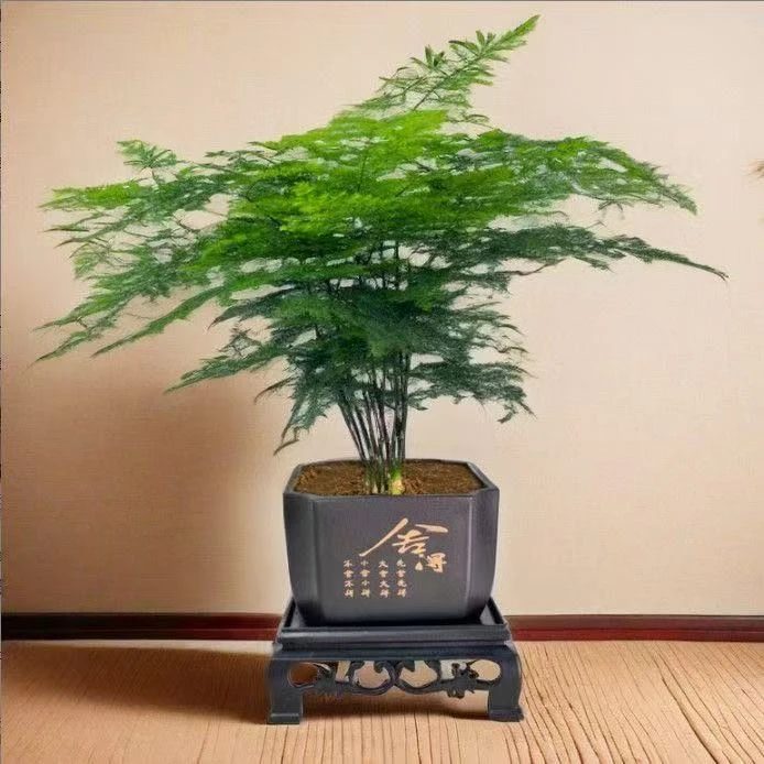 文竹盆栽室内桌面绿植净化空气四季常青好养护t
