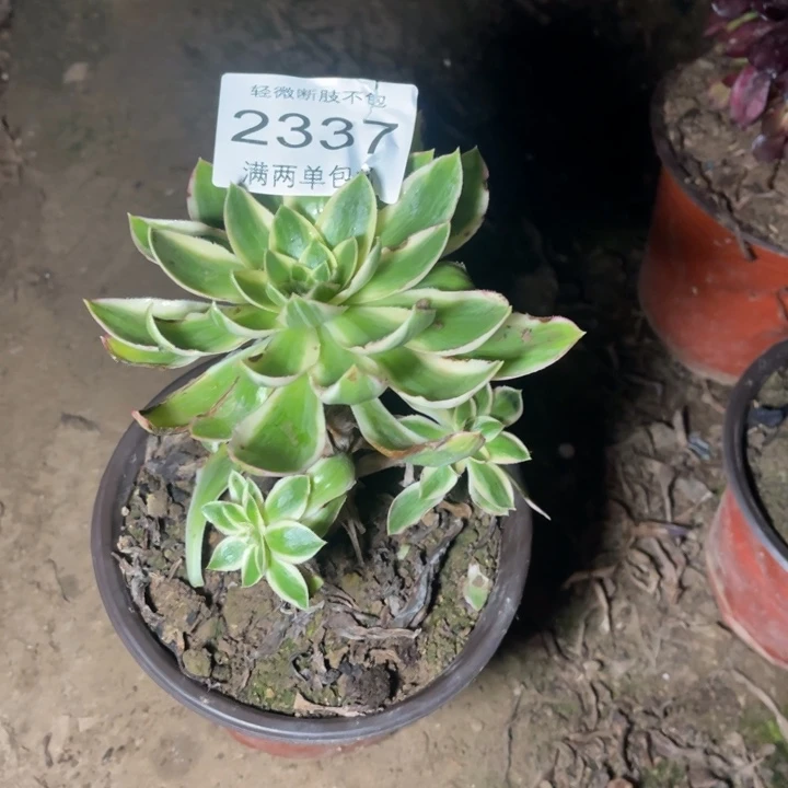 摇***摇2337青莲的的多肉