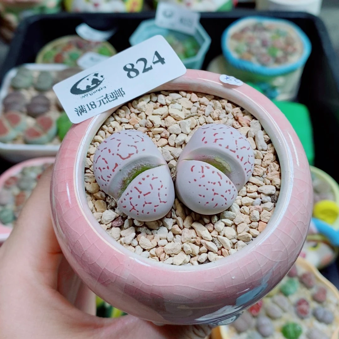 生石花花花花花824