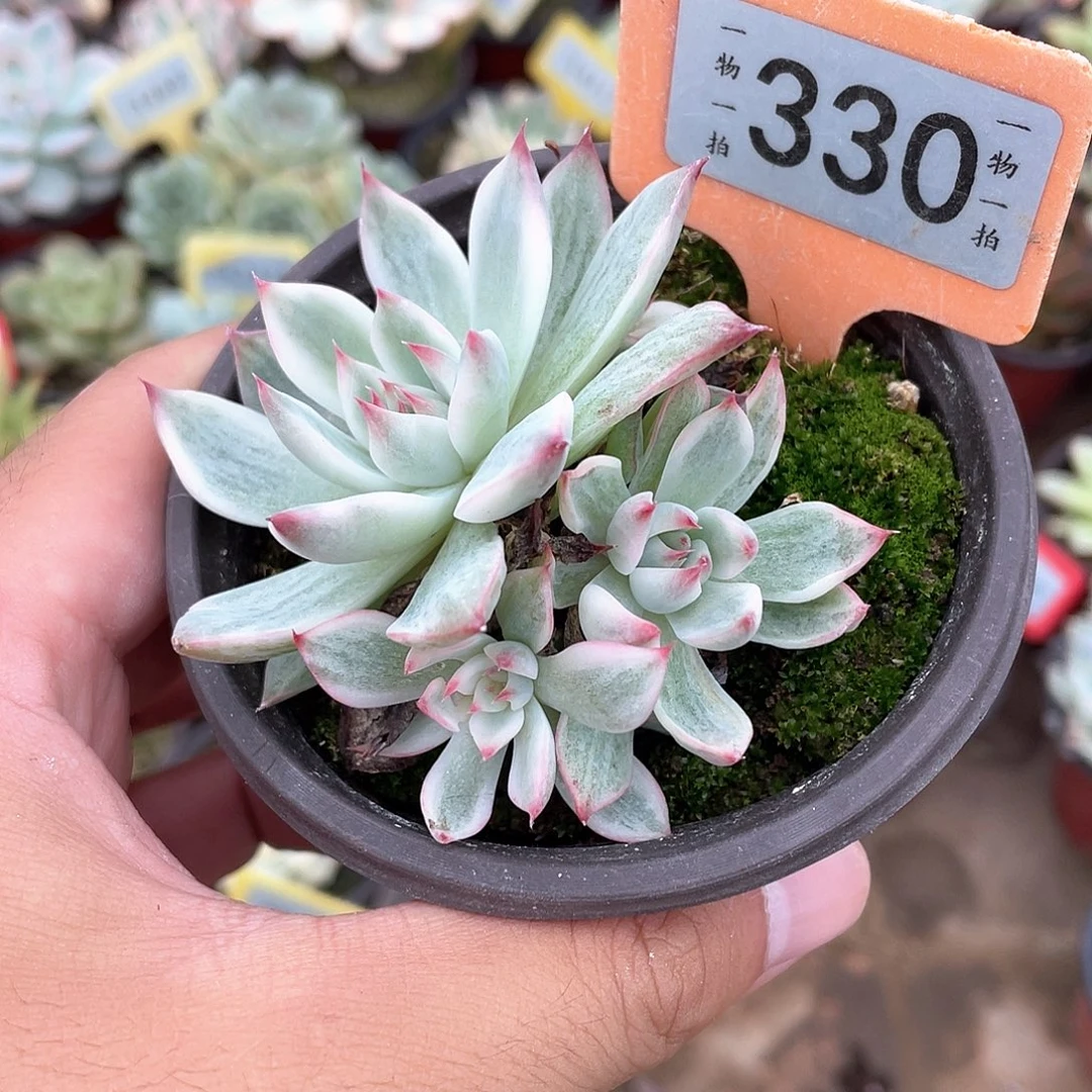 安***330号多肉植物盆栽