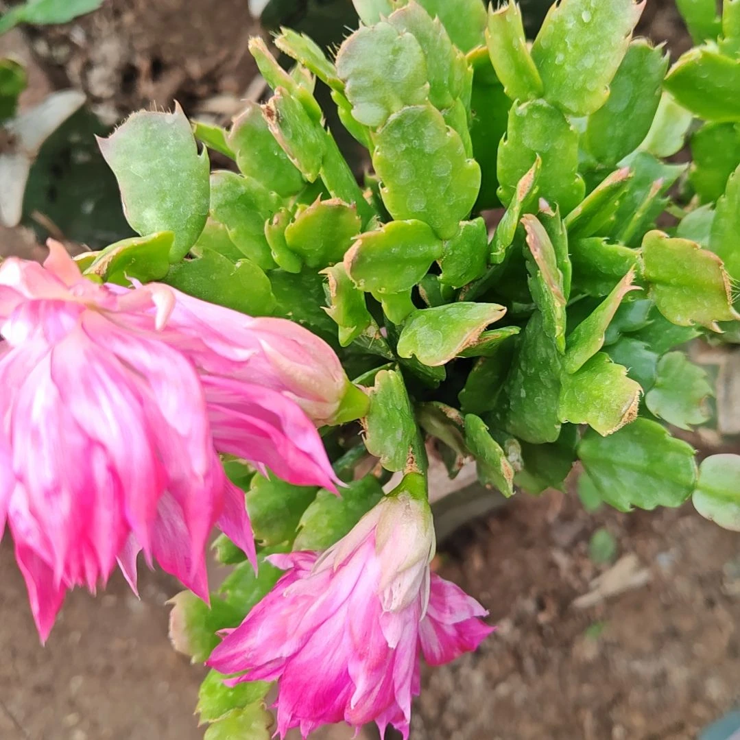 038粉重瓣脱土脱盆易掉41