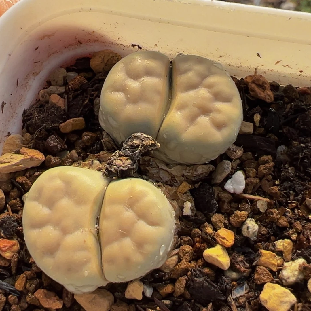 254多肉植物种类多样