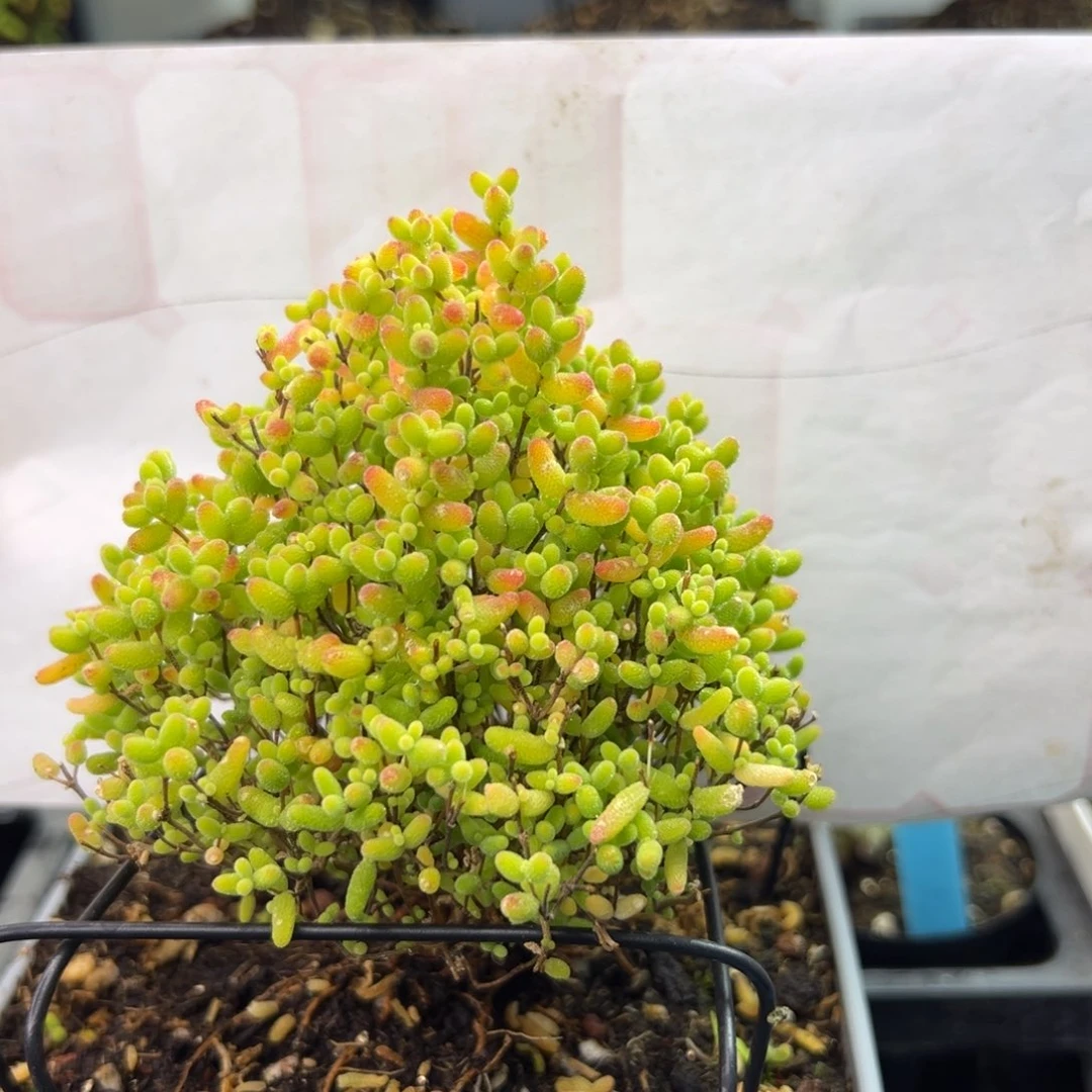 蜜橘糖球圣诞款26号