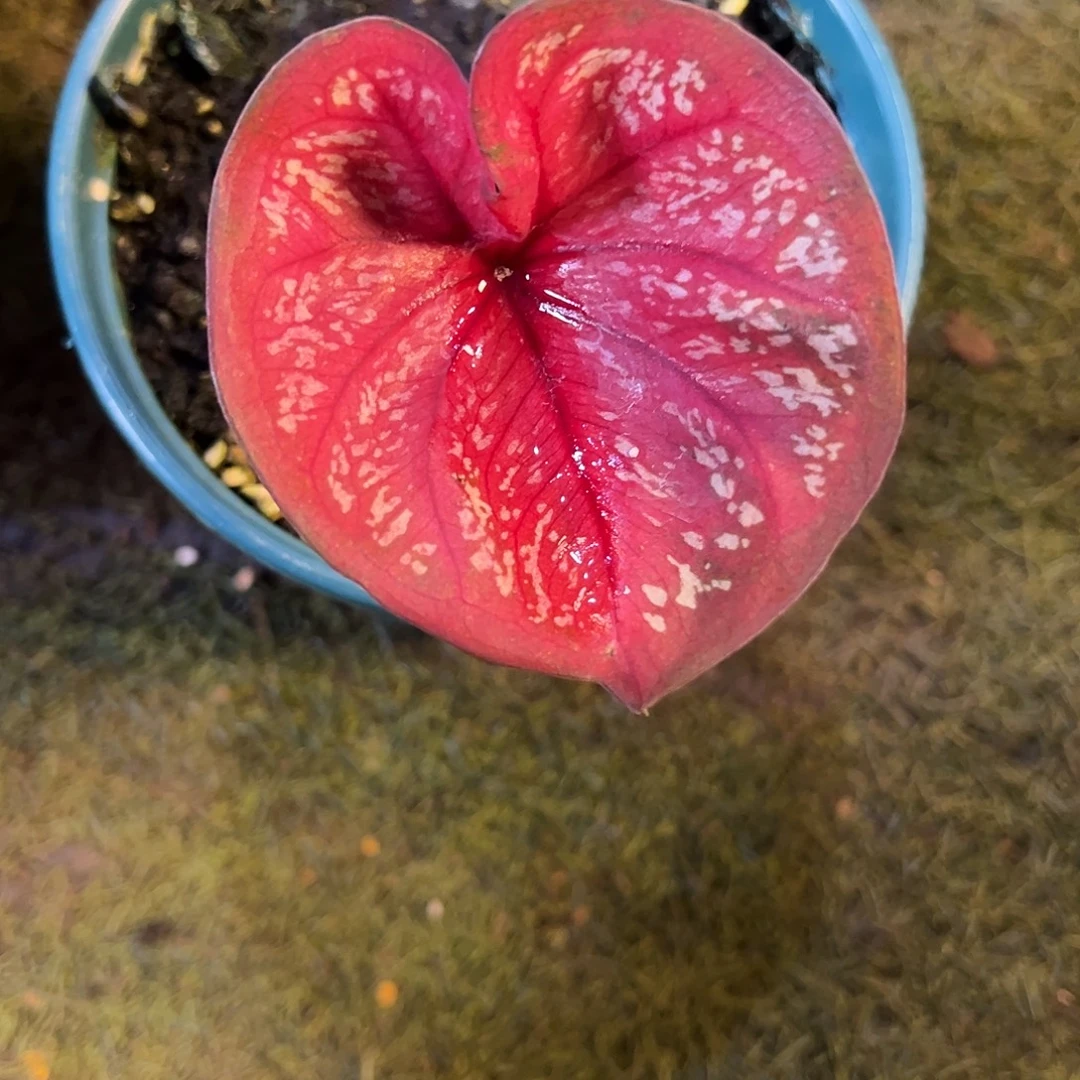 无花朵小可爱泰彩福利42