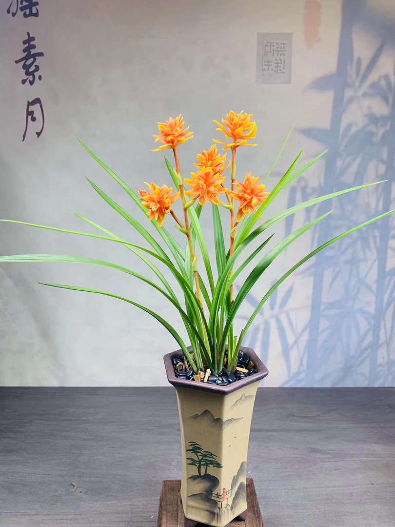 黄金奇蝶-建兰浓香 奇花- 好养品种绿植花卉