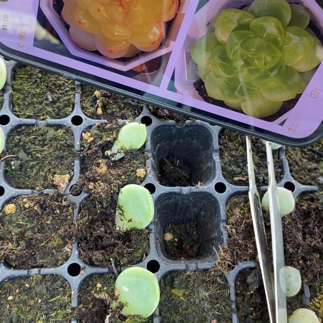 穴魔力芽苗一个多肉