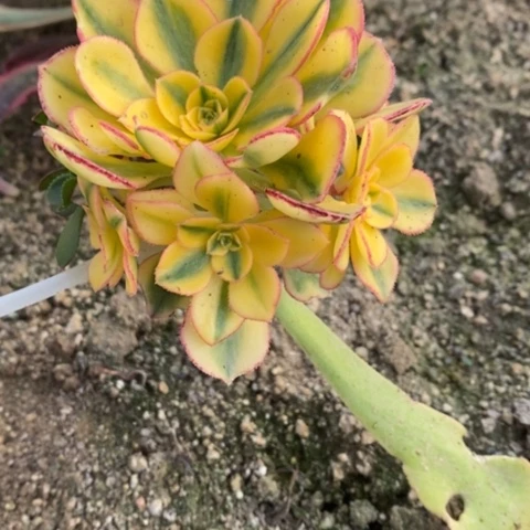 506嫁接太阳神满25包邮多肉