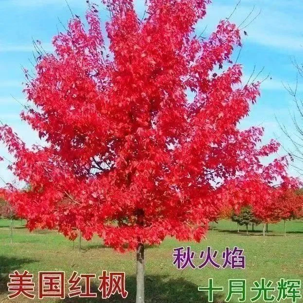 红枫盆栽地栽绿化树苗日本红舞姬美国红中国红羽毛枫黄金枫耐寒