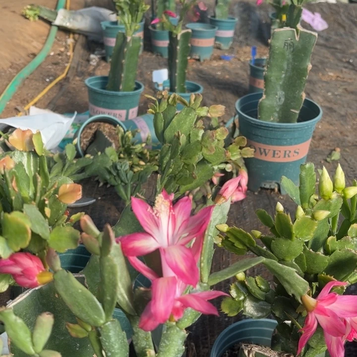 听***6011➕026两颗脱土发