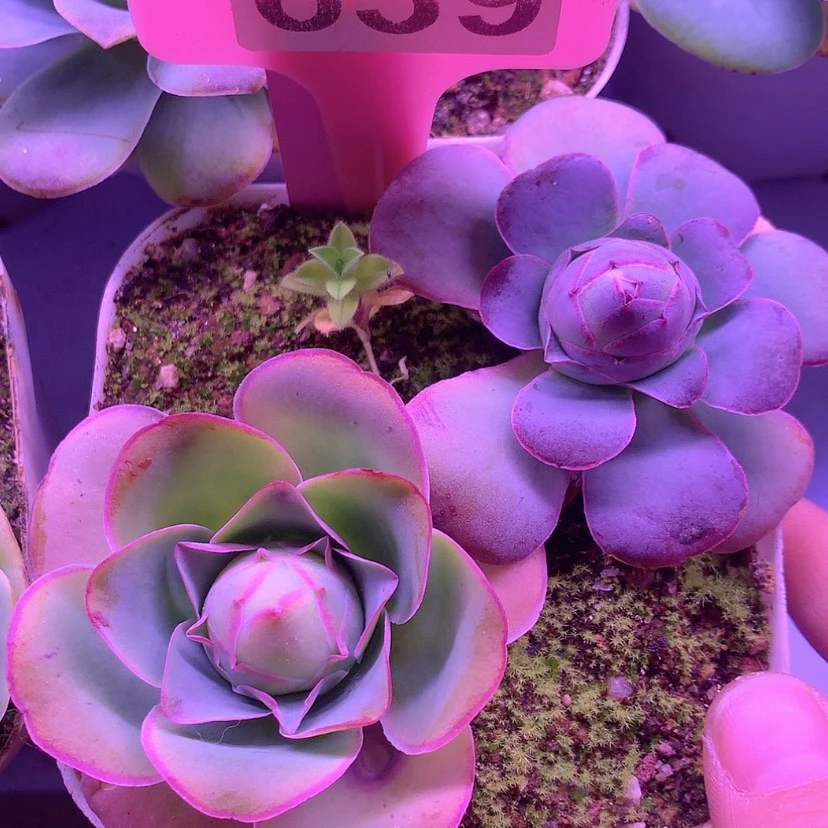 【闪购商品】yjj639