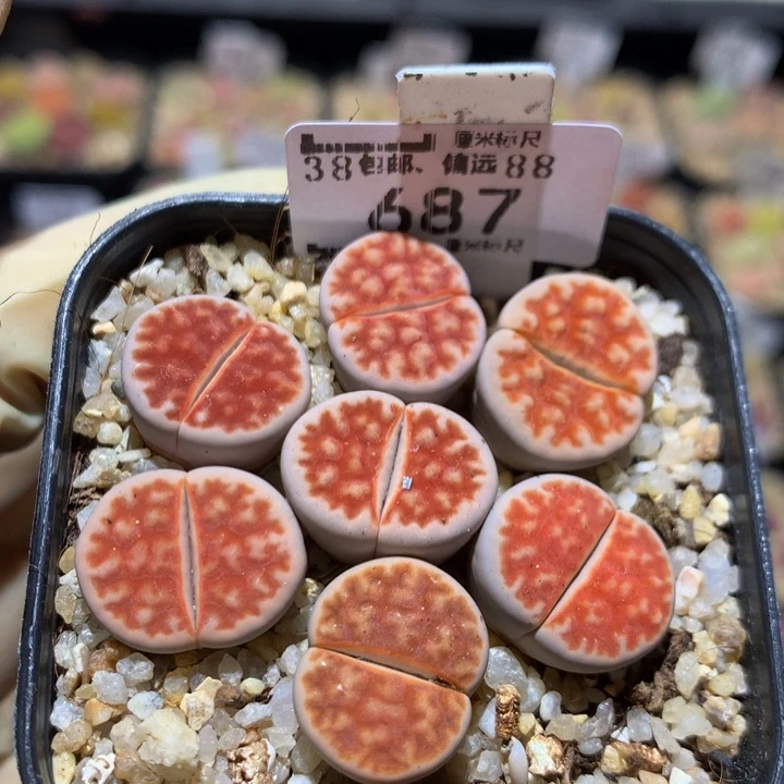 Sss精精精品石头687