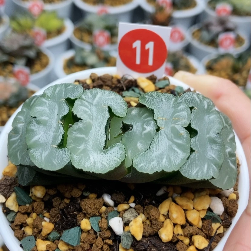 【闪购商品】11鬼岩稻妻