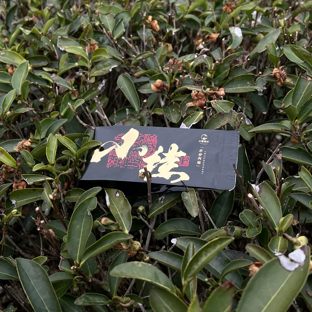 武夷岩茶【小桂】肉桂 花果桂皮草本香 滋味强