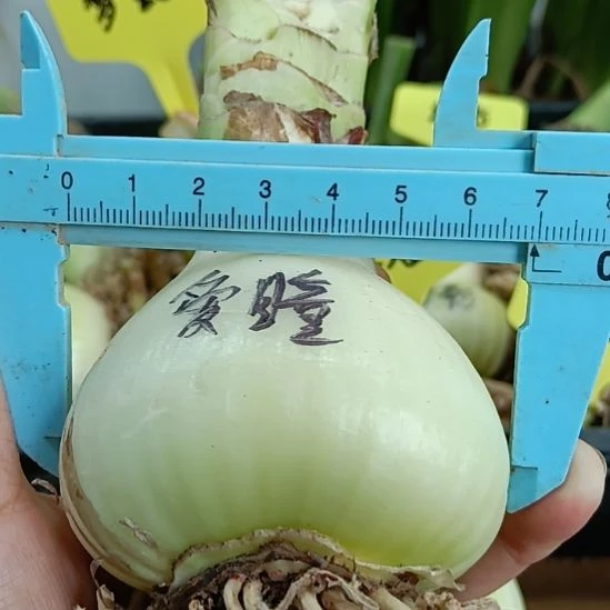 无花朵爱瞳6+裸球发货