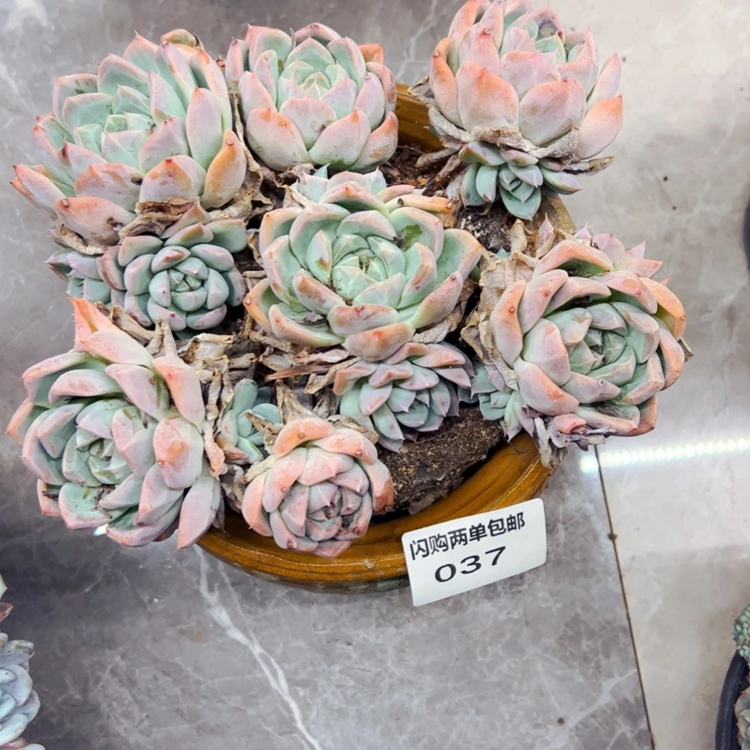 Z***园多肉植物组合盆栽37