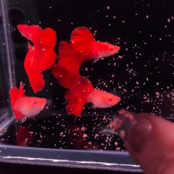 孔雀鱼血红红玫瑰3对