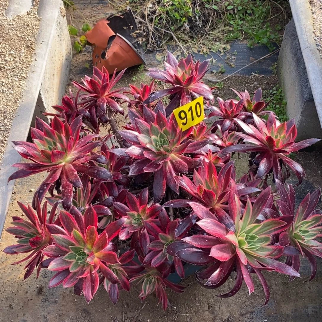 孔雀锦多肉法师910