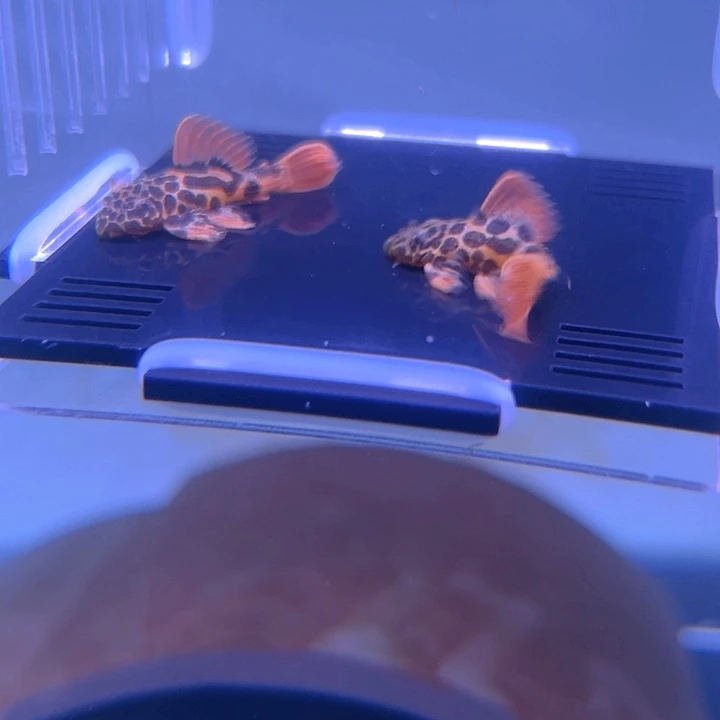 清道夫鱼15-014瑕疵帝王血钻2条尺寸3-3.5