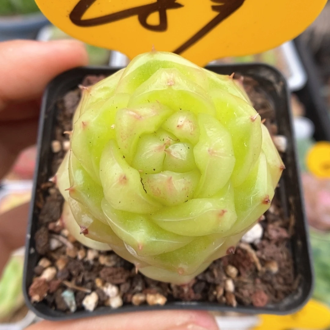 玉芷珍妮可拍289号