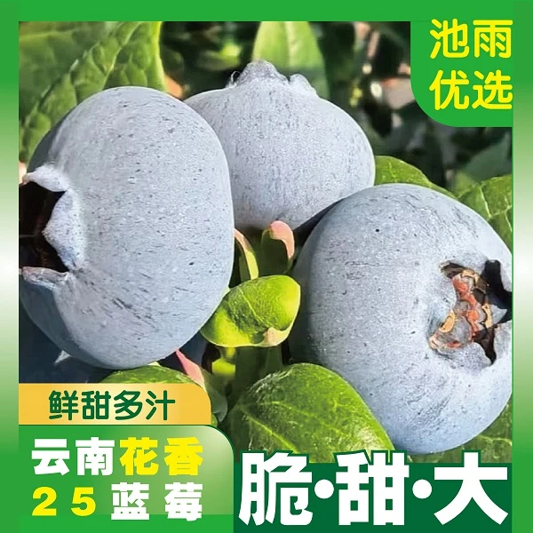 【送蓝莓苗 池雨阳台果园计划】云南高原花香蓝莓新鲜采摘100g*8盒