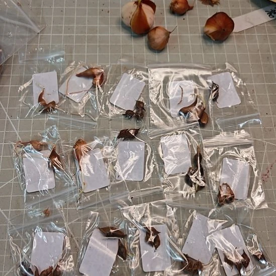 酢浆草 15.8元15个品种随机