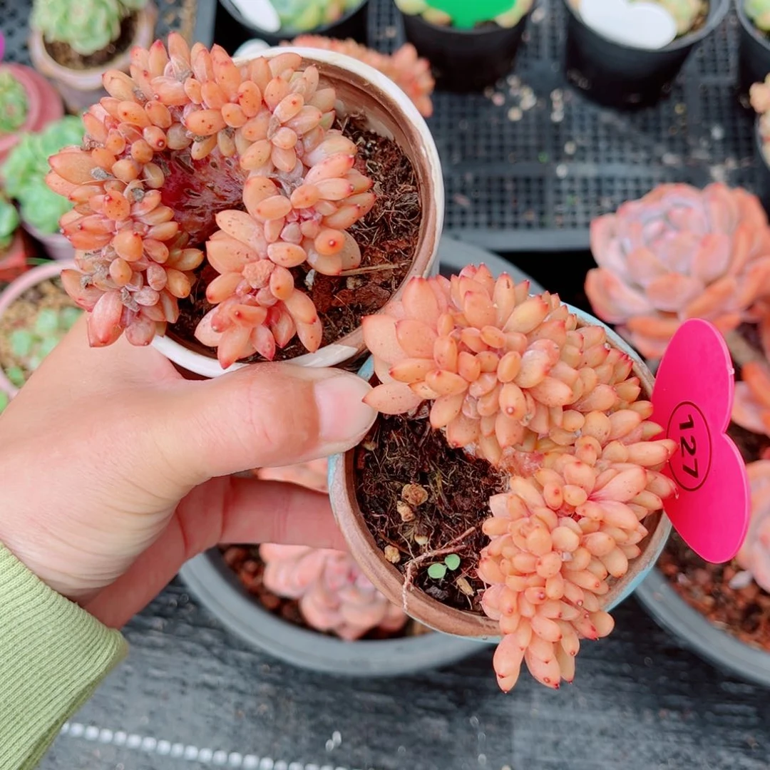 风靡园艺老桩橙梦露缀