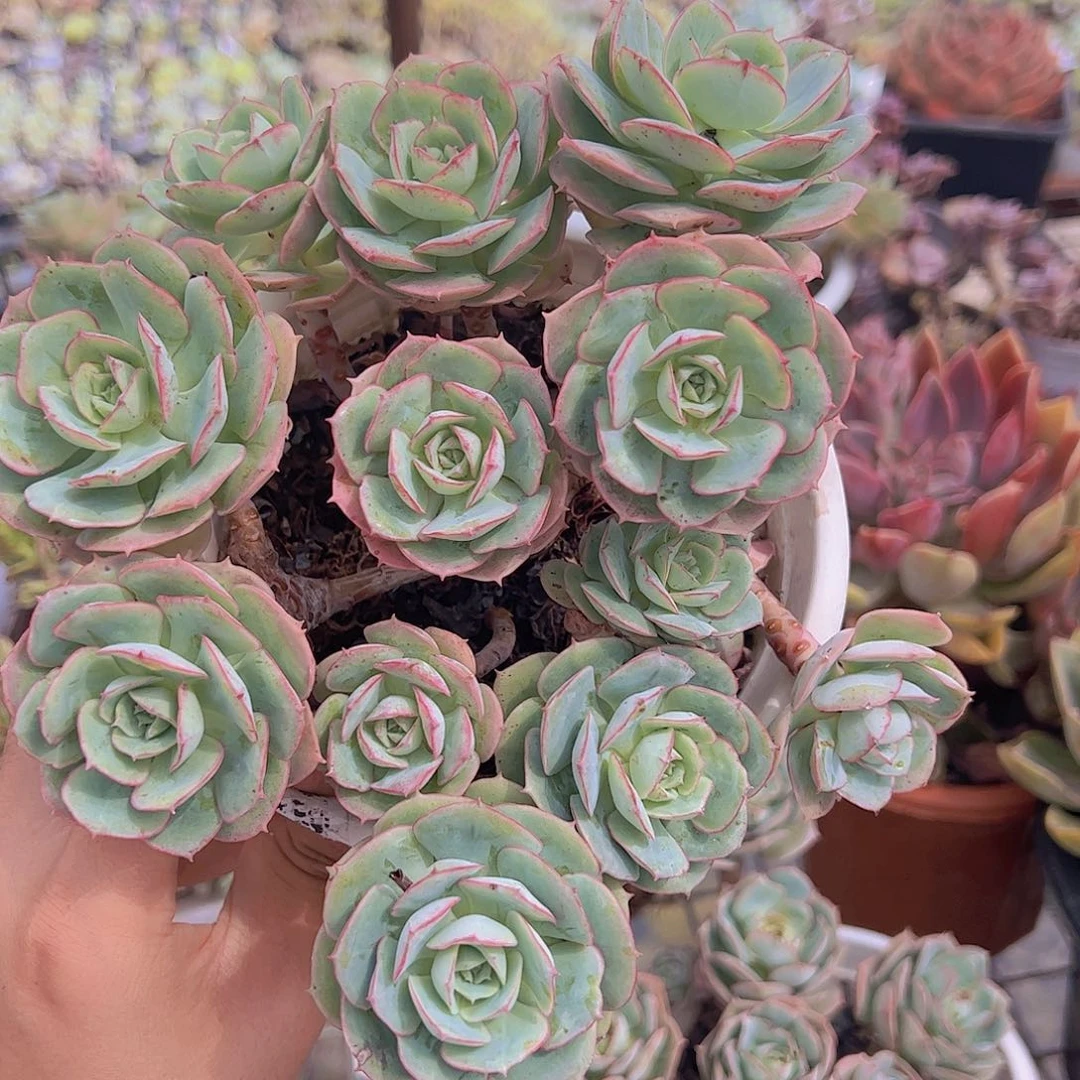 克罗地亚玫瑰开花多头大盆