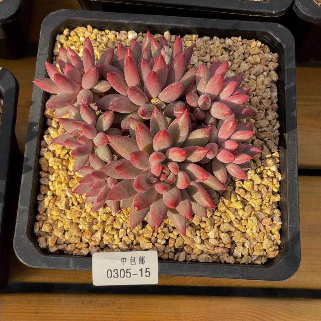 木*鱼0305-15-虞美人。。。。。。