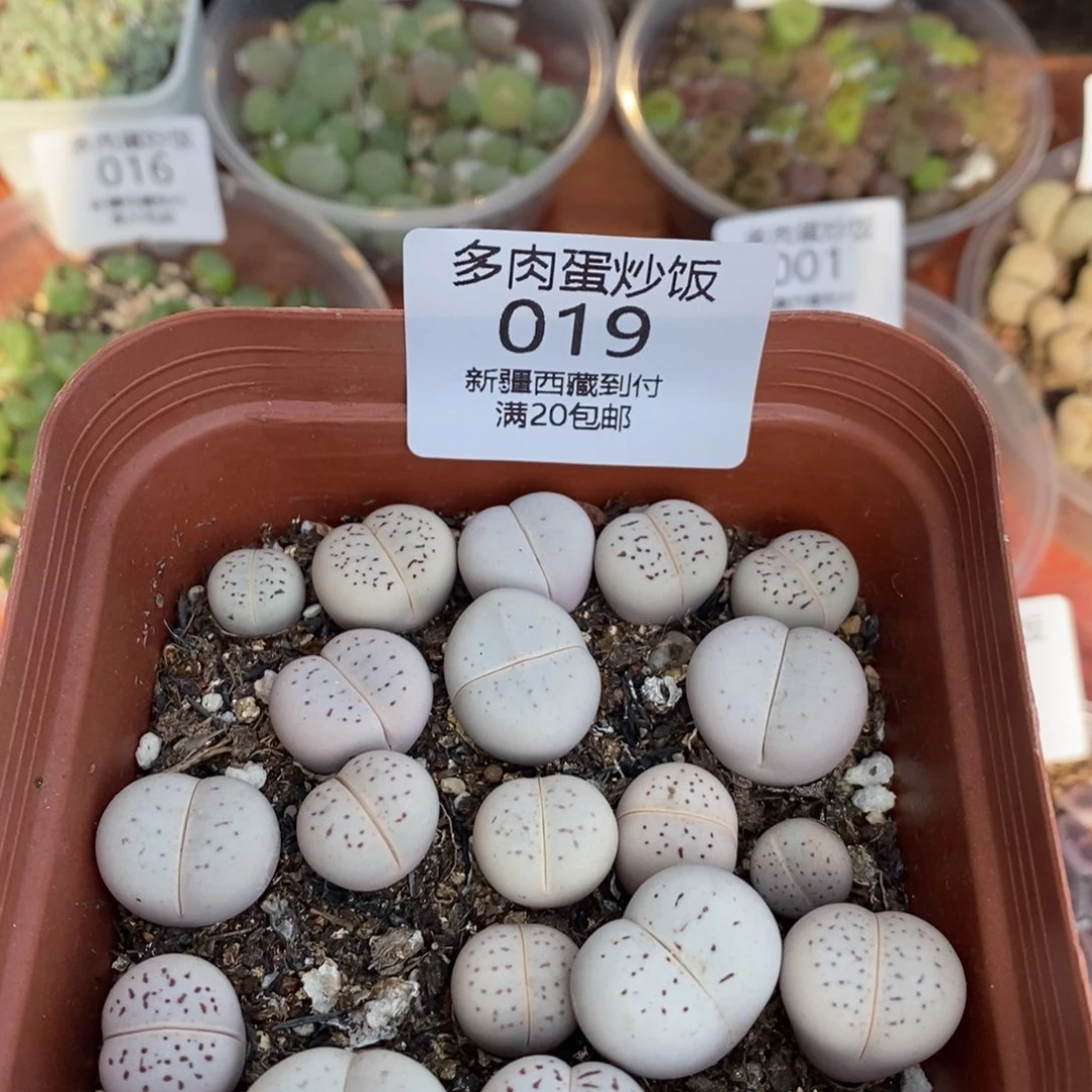 感谢您的支持，0019