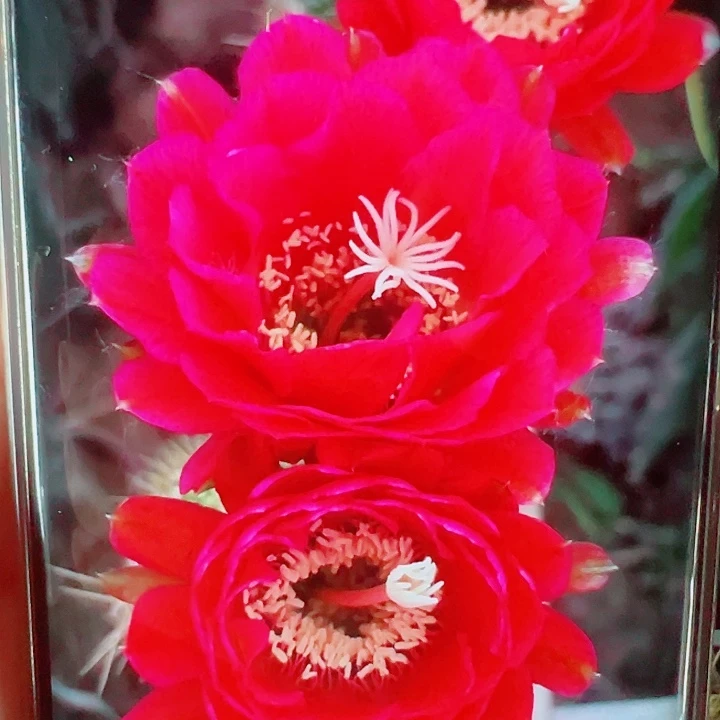 毛花柱樱桃红侧芽拍一发二