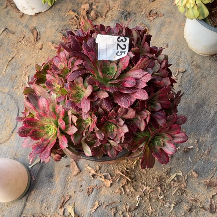 多肉安纳法师325