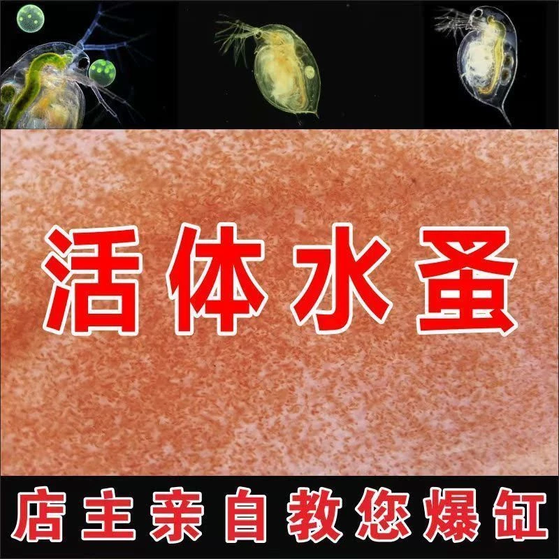 水蚤种苗可繁殖优质无菌高蛋白增色鱼虫水蚤鱼苗开口活体饲料鱼粮