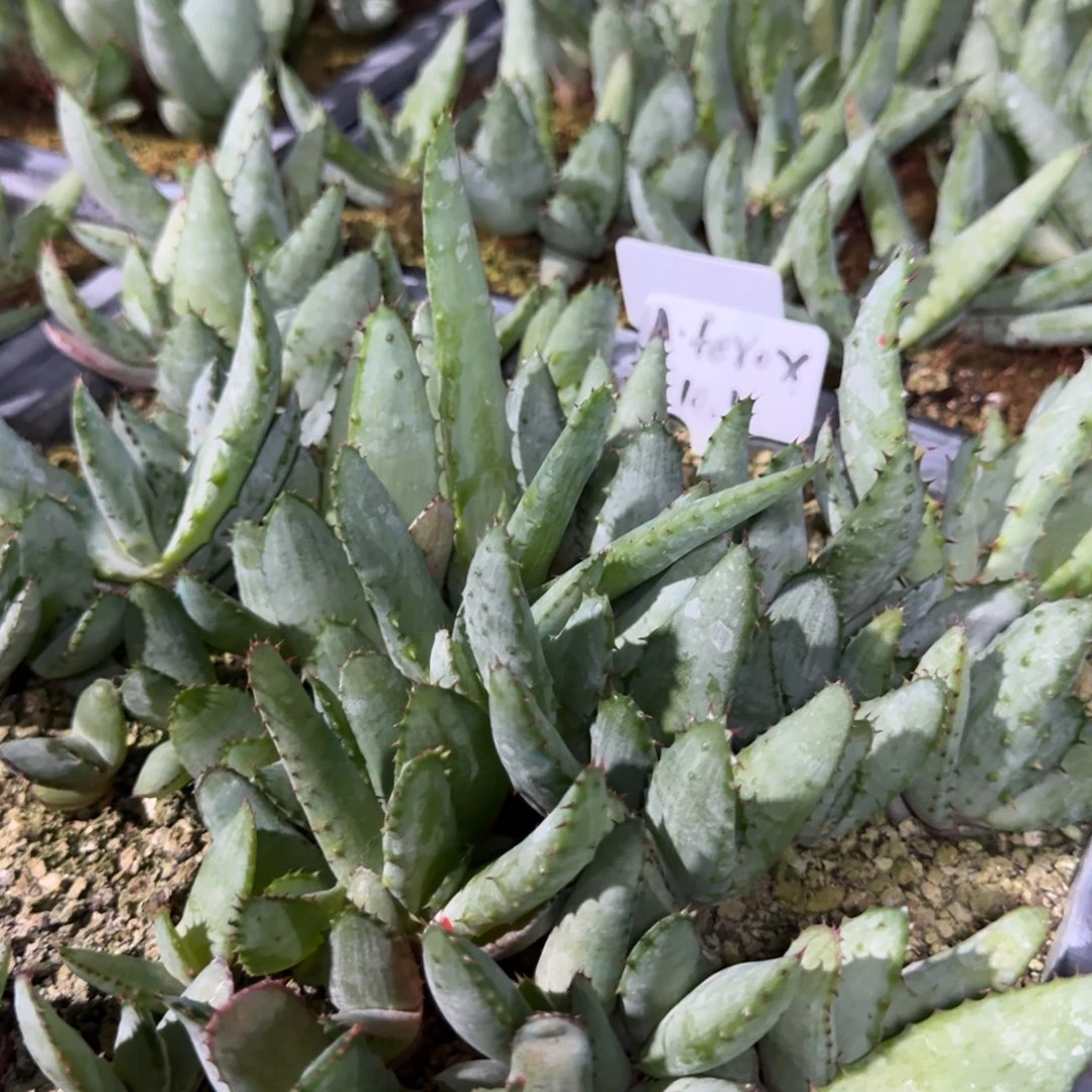 好望角原生芦荟量拍多肉植物