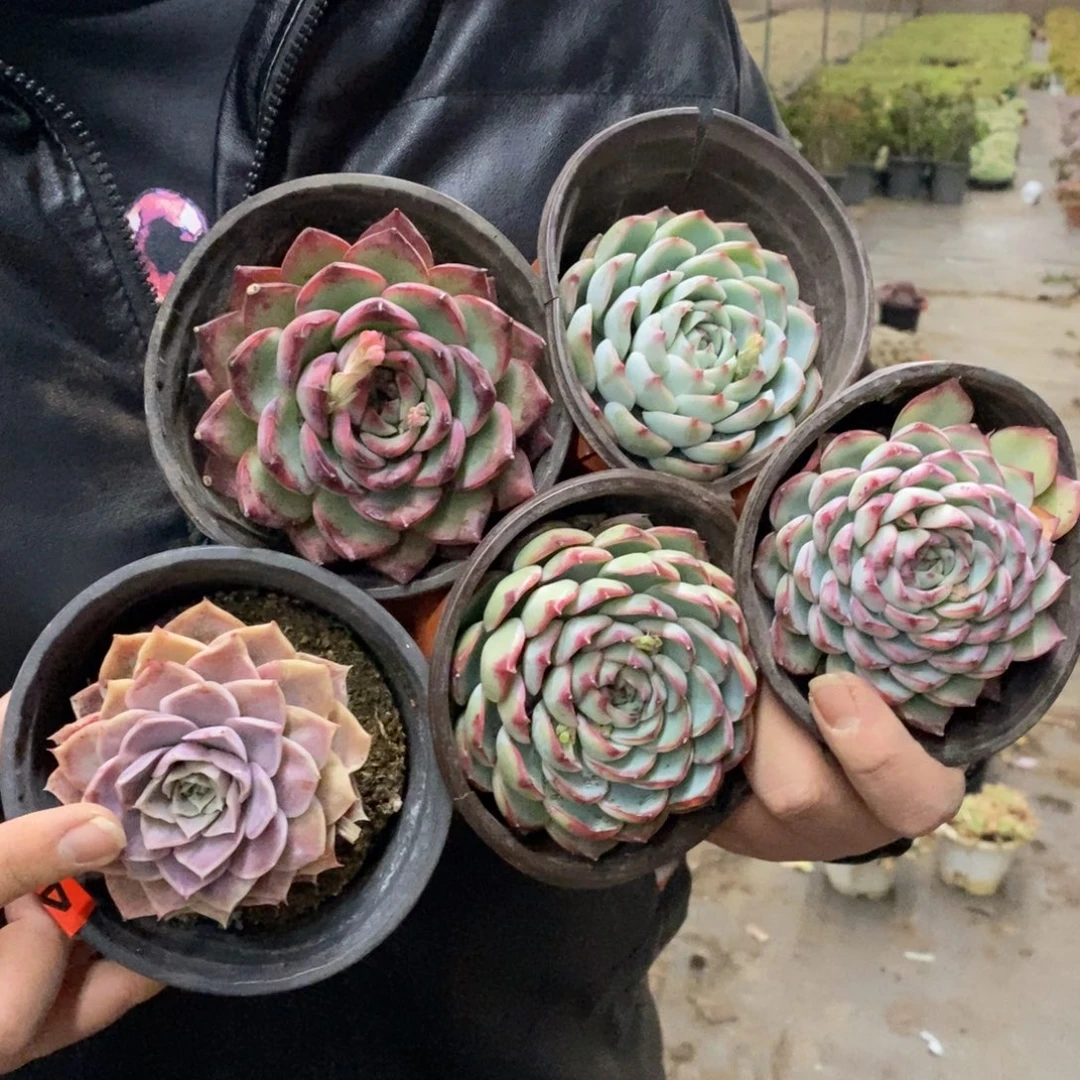 莲花座大单头五盆，不同品种120杯